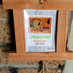 Birth-sign Egyptian spiny mouse