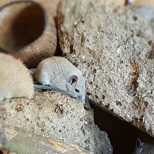 Young Egyptian spiny mouse