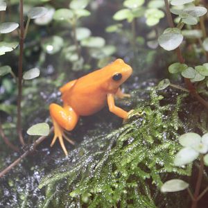 Golden mantella - Mantella aurantiaca