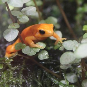 Golden mantella - Mantella aurantiaca