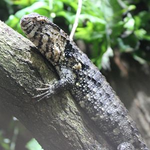 Crocodile-tailed lizard