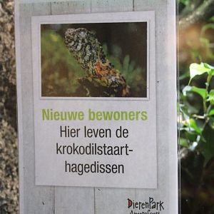 Sign new arrival Crocodile-tailed lizard