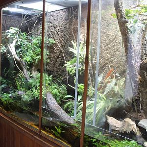 Enclosure Crocodile-tailed lizard