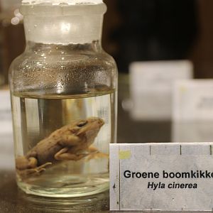 Preserved American green tree-frog