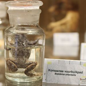 Preserved Oriental fire-bellied toad
