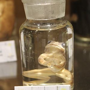 Preserved Leopard frog