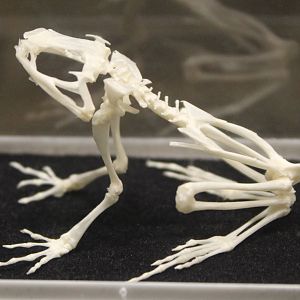 Skeleton frog