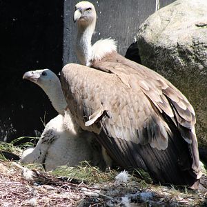 Griffon vulture with chick at the nest