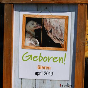 Birth-sign Griffon vulture