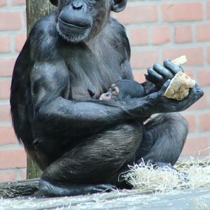 Chimpanzee with baby
