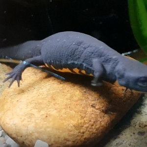 Oriental fire-bellied newt - Hypselotriton oriental