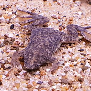 Sabana surinam toad - Pipa parva