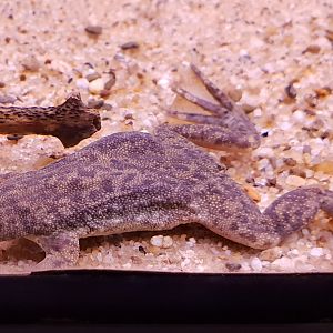 Sabana surinam toad - pipa parva