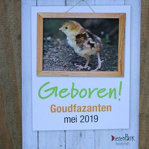 Birth-sign Golden pheasants