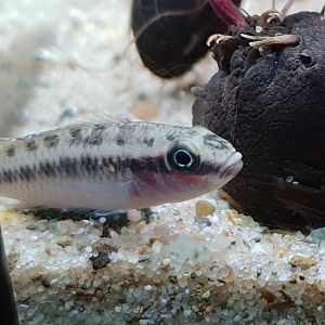 Cichlid ID - African species