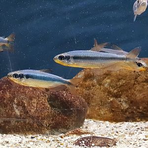 Alestopetersius brichardi