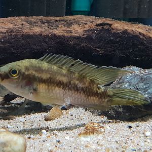 Cichlid ID - African species