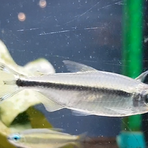 Alestopetersius conspectus