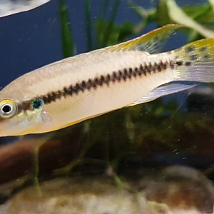 Enigmatochromis lucanusi