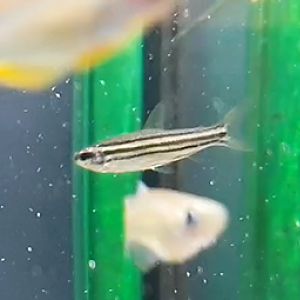 Fish ID - African species