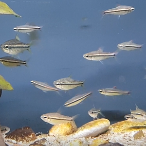 Nannaethiops unitaeniatus