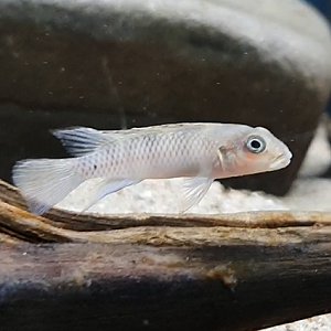 Nanochromis transvestitus