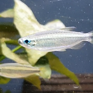 Phenacogrammus species