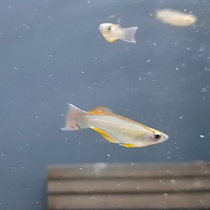 Procatopus nototaenia "Bidou"