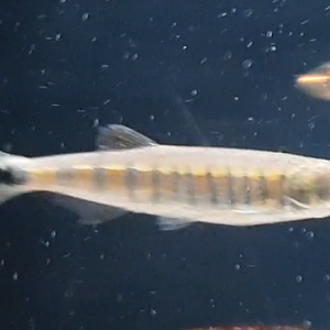 Coppernose barb - Raiamas christyi