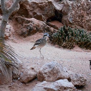 Australian Bush Thick-Knee, Desert House 23 May 2019
