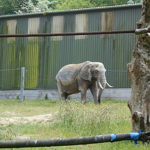 African Elephant, Duchess 23 May 2019