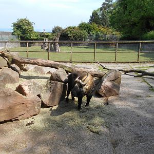 Mishmi Takin 23 May 2019