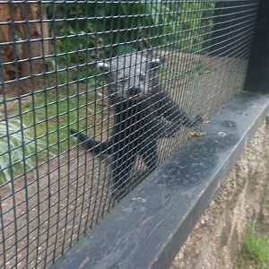 Binturong, Approximately 6 weeks old