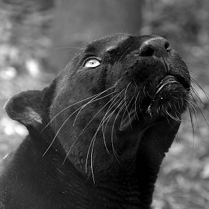 Melanistic Leopard "Zoysa" - Exmoor Zoo May 2019
