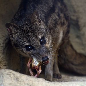 Fanaloka - Exmoor Zoo May 2019