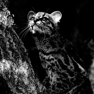 Margay - Exmoor Zoo May 2019