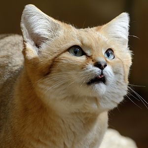 Sand Cat - Exmoor Zoo 2019