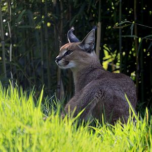 Caracal - Exmoor Zoo May 2019