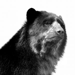 Spectacled Bear "Rasu" - Noah's Ark Zoo Farm May 2019