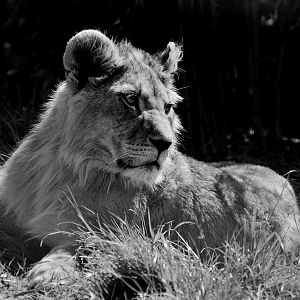 Lion Cub - Noah's Ark Zoo Farm May 2019