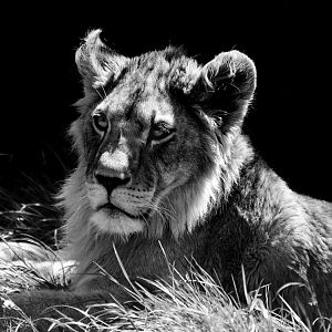 Lion Cub - Noah's Ark Zoo Farm May 2019