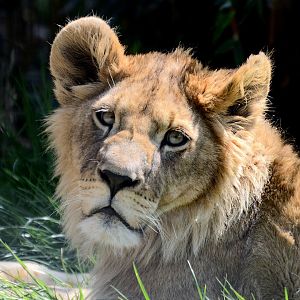 Lion Cub - Noah's Ark Zoo Farm May 2019