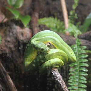 Green Tree Python