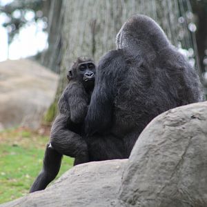 Western Lowland Gorillas