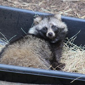 Raccoon Dog