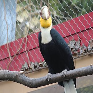 Wreathed Hornbill
