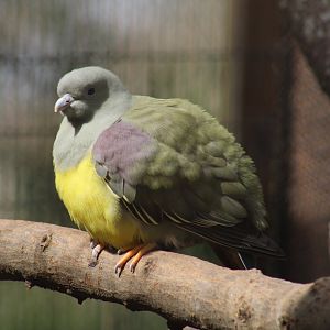 Bruce's Green-Pigeon