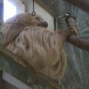 Hoffmann's Two-Toed Sloth