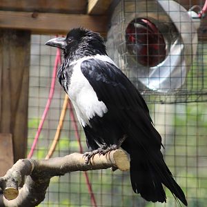 African Pied Crow
