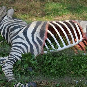 Fake Zebra Carcass